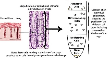 sketch of colon model